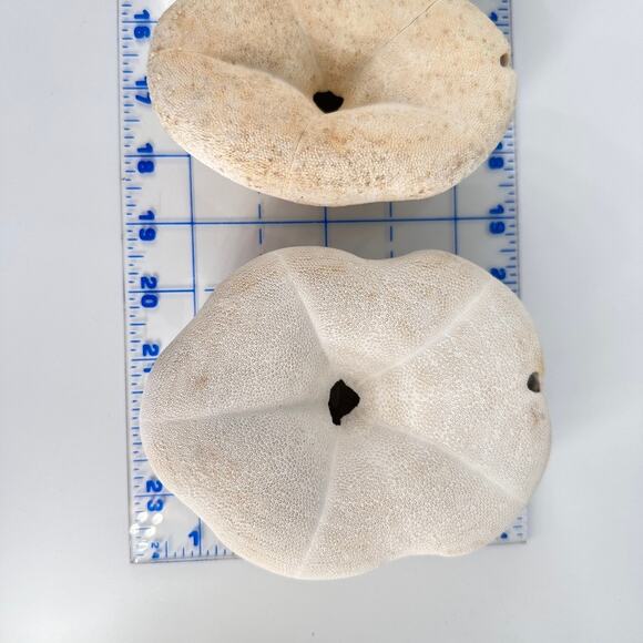 Lot of 6 Fossil Sand Dollars | Natural Sea Biscuit Specimens | Coastal Decor - Picture 9 of 9